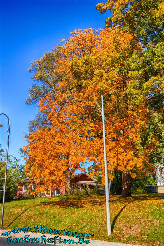 Bume in Hildburghausen