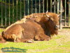 Wisent (Bison bonasus)