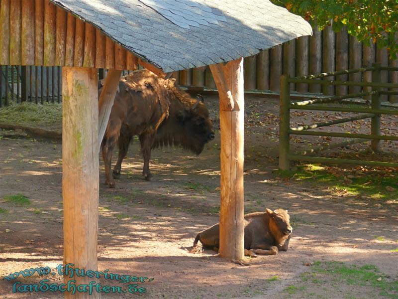 Wisent (Bison bonasus)