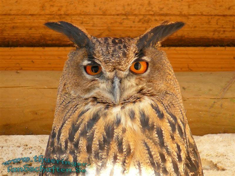 Uhu (Bubo bubo)