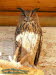 Uhu (Bubo bubo)