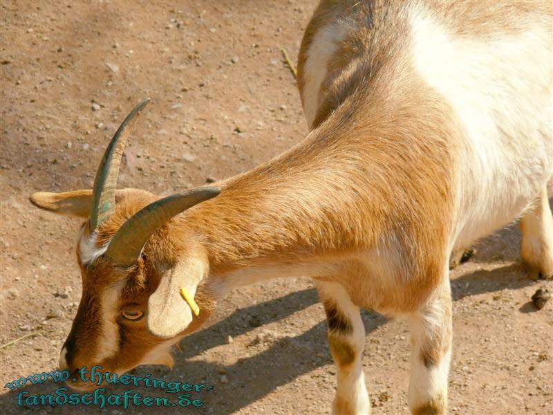 Thringer Waldziegen & Afrikanische Zwergziegen (Capra hircus)