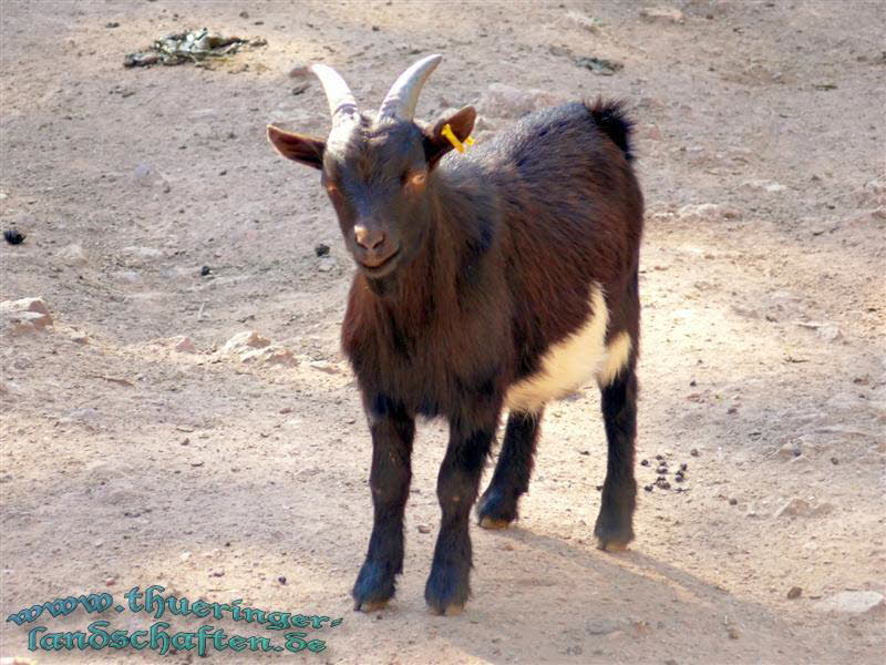 Thringer Waldziegen & Afrikanische Zwergziegen (Capra hircus)