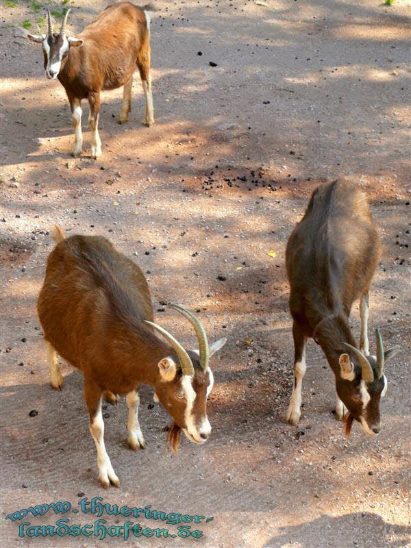 Thringer Waldziegen & Afrikanische Zwergziegen (Capra hircus)