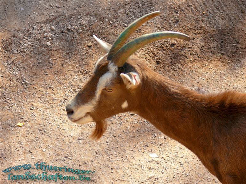 Thringer Waldziegen & Afrikanische Zwergziegen (Capra hircus)