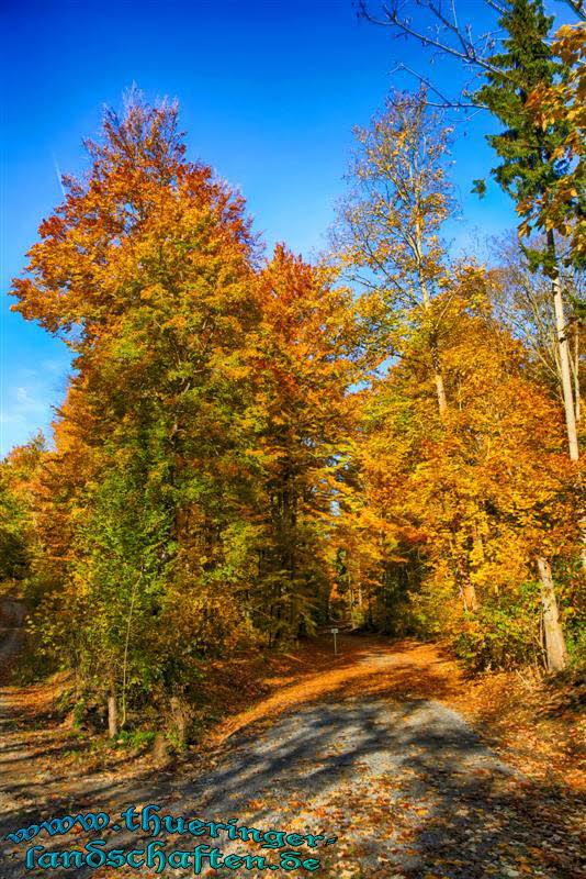 Wald bei Bad Berka