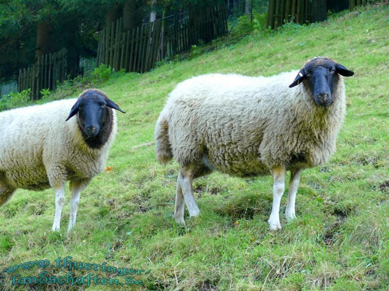 Rhnschaf (Ovis ammon f. aries)