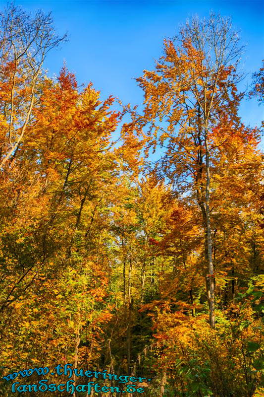 Wald bei Bad Berka