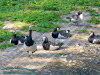 Weiwangengans (Branta leucopsis)