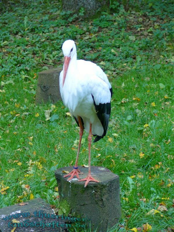 Weistorch (Ciconia ciconia)