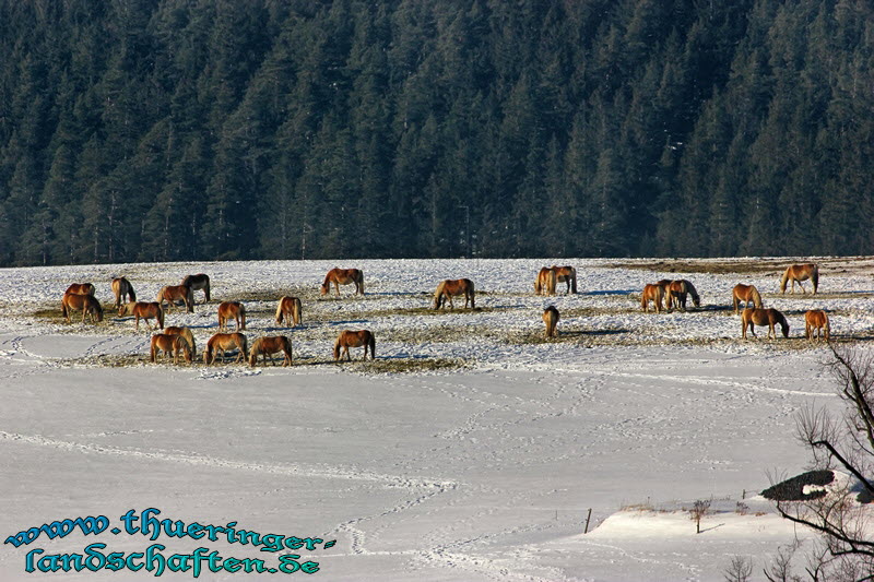 Haflinger Gestt Meura