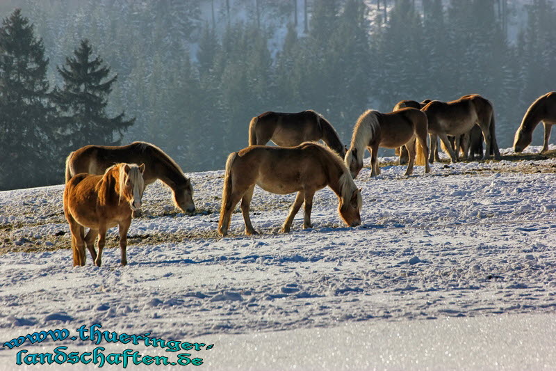 Haflinger Gestt Meura