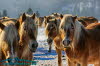 Haflinger Gestt Meura