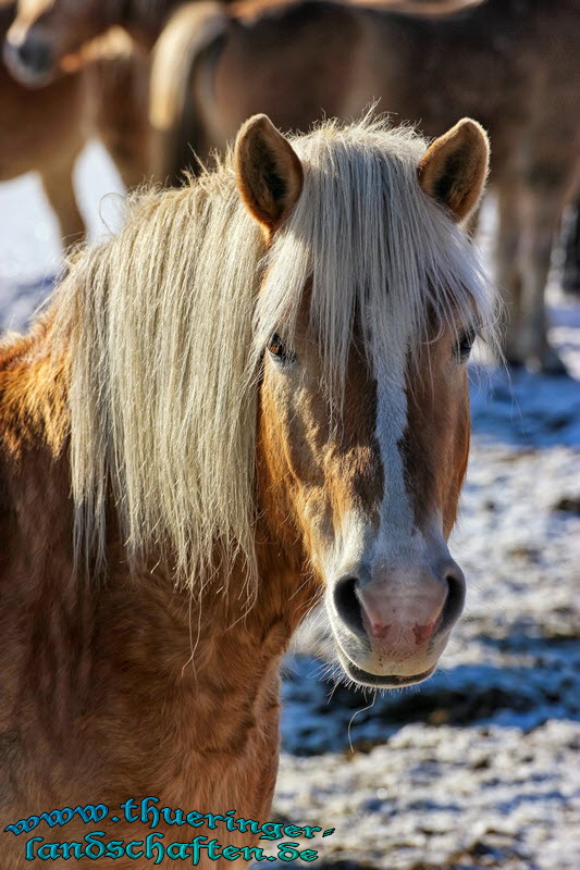 Haflinger Gestt Meura