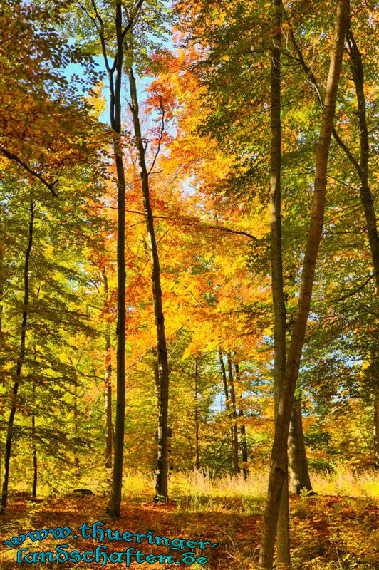 Wald bei Bad Berka