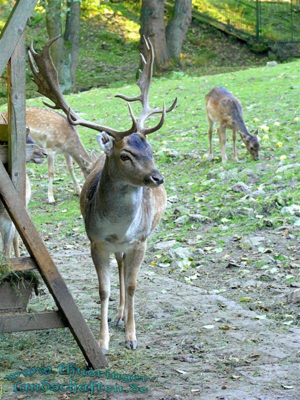 Dammhirsch (Dama dama)