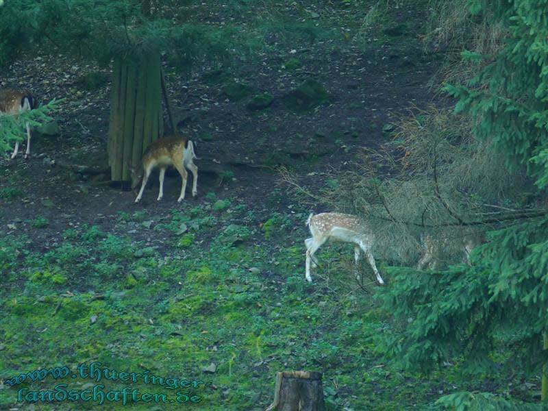 Rehe (Capreolus capreolus)