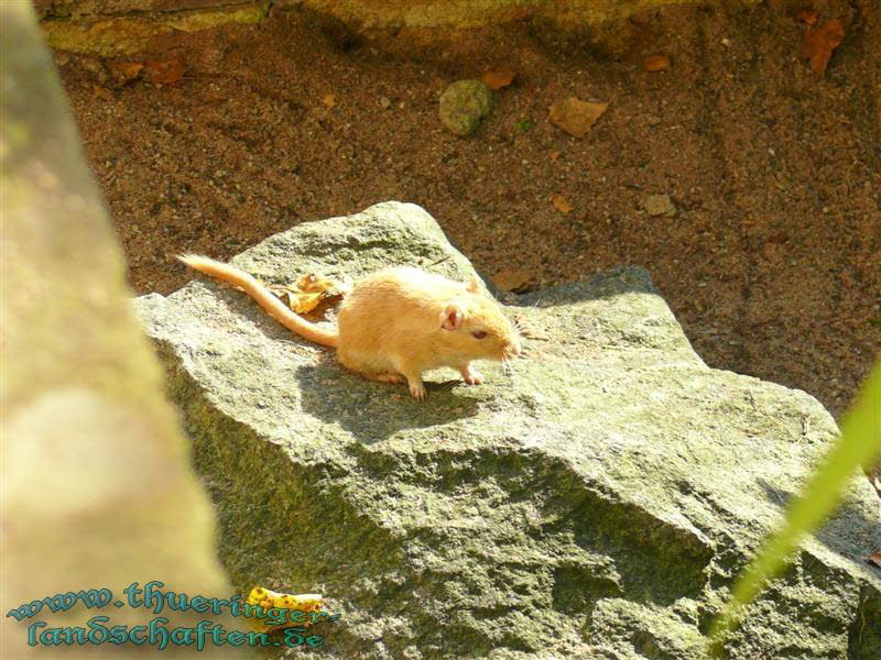 Degu (Octodon degus)