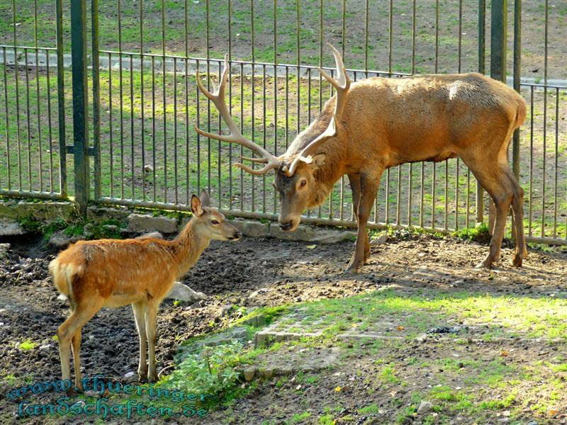 Rothirsche (Cervus elaphus)