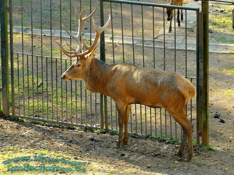 Rothirsche (Cervus elaphus)