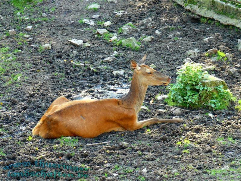 Rothirsche (Cervus elaphus)