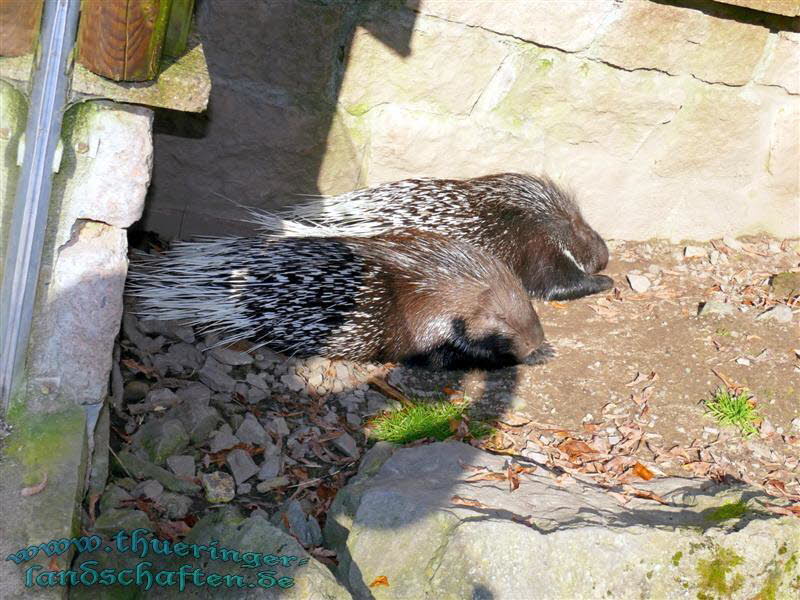 Weischwanz- Stachelschwein (Hystrix leucura)