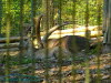 Alpensteinbock (Capra ibex ibex)