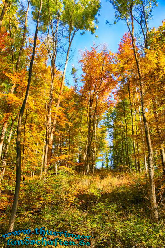 Wald bei Bad Berka