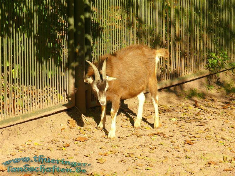 Mufflon (Ovis gmelini musimon)