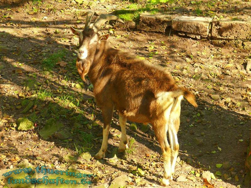 Mufflon (Ovis gmelini musimon)