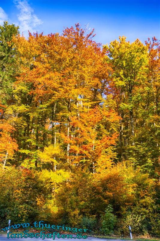 Wald bei Bad Berka