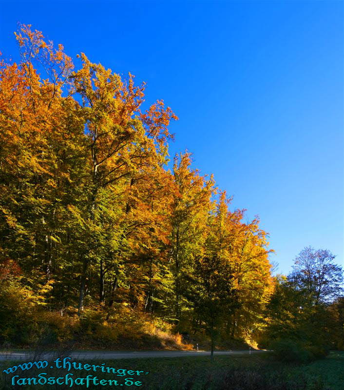 Wald bei Bad Berka