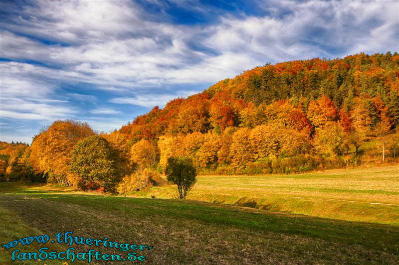 Wald bei Nauendorf