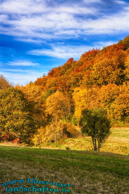 Wald bei Nauendorf