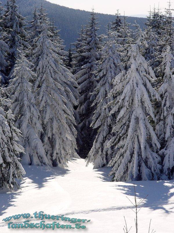 Landschaft bei Oberhof