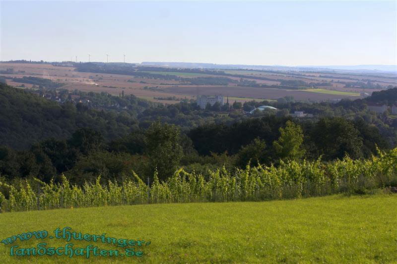 Weinberge bei Bad Sulza