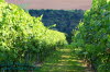 Weinberge bei Bad Sulza