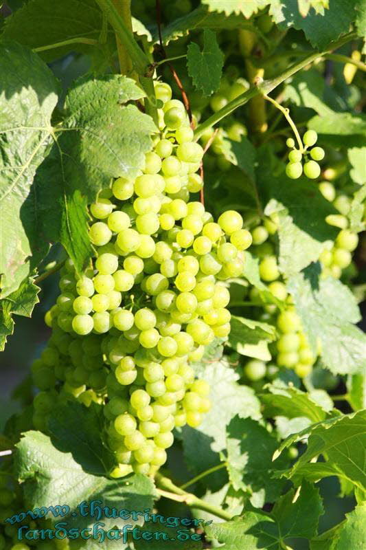 Weinberge bei Bad Sulza