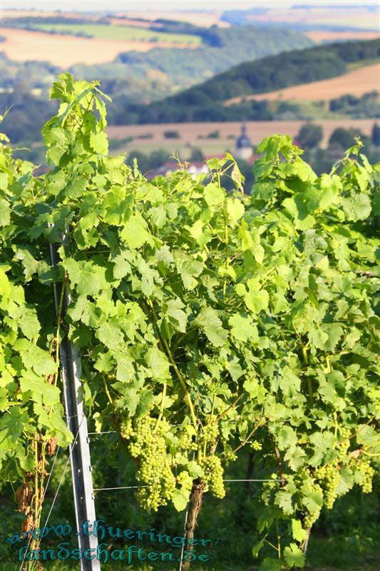 Weinberge bei Bad Sulza