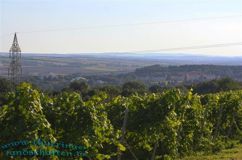 Weinberge bei Bad Sulza