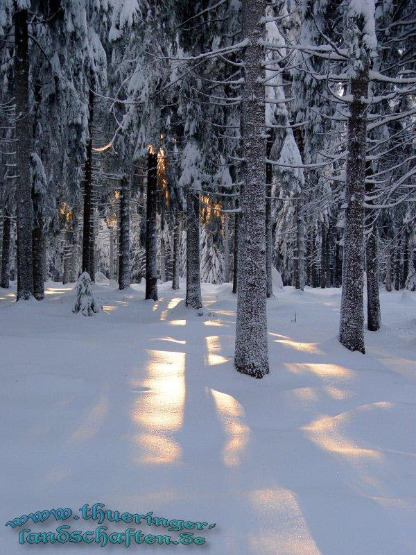 Winterwald bei Friedrichshhe