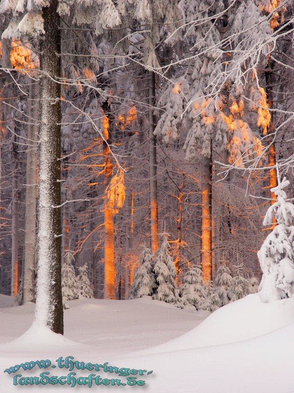 Winterwald beim Oberbecken PSW Goldisthal