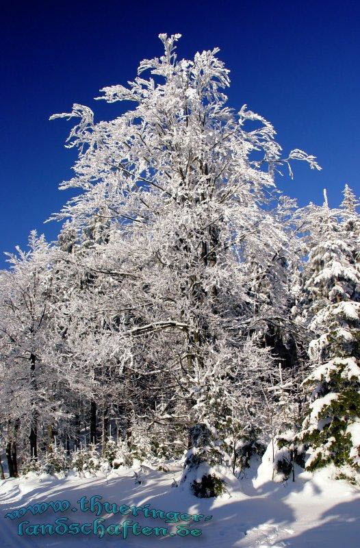 Winterwald bei Neuhaus