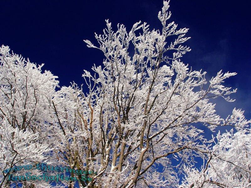 Winterwald bei Neuhaus