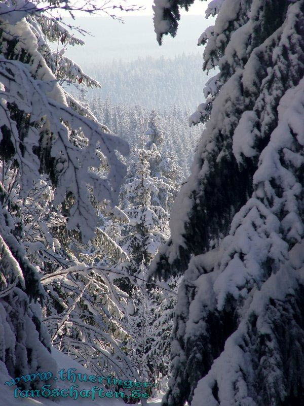 Winterwald bei Neuhaus