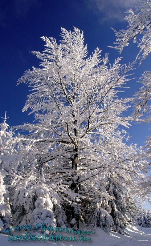 Winterwald bei Neuhaus