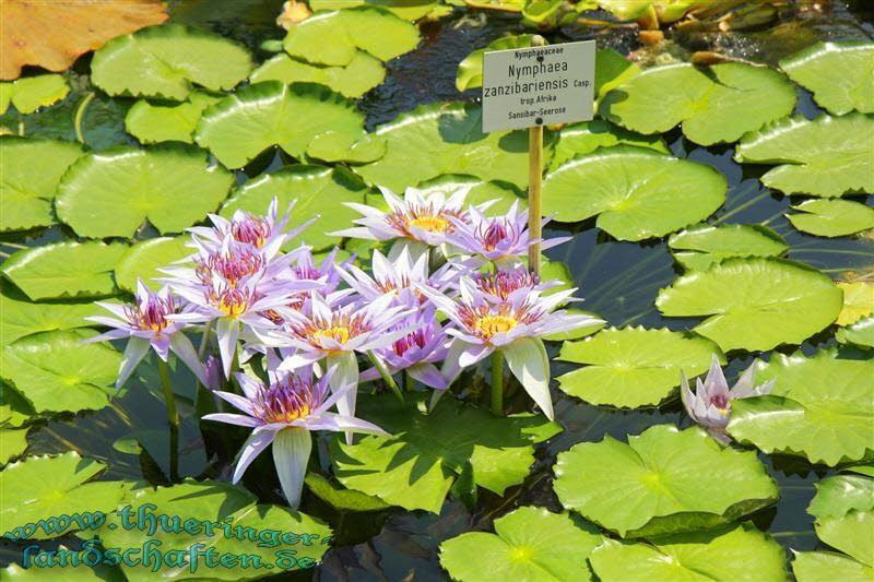 Botanischer Garten