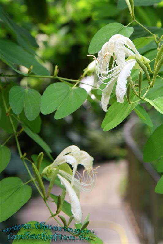 Botanischer Garten