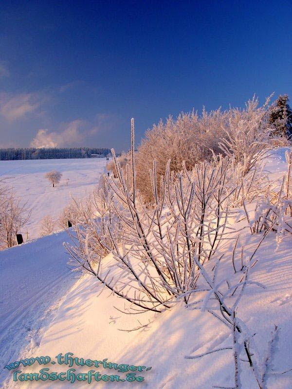 Winterlandschaft, Rennsteig bei Neuhaus/ Rwg.