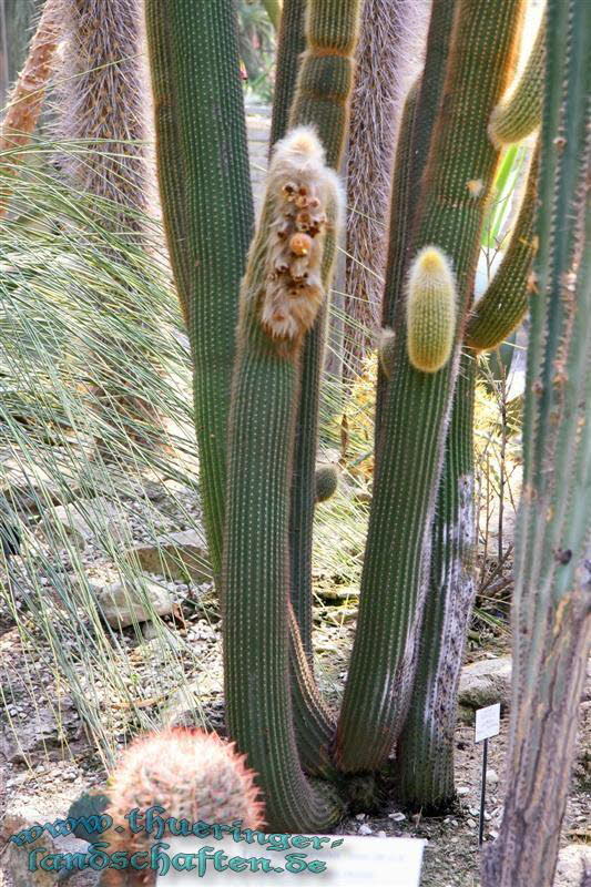 Botanischer Garten